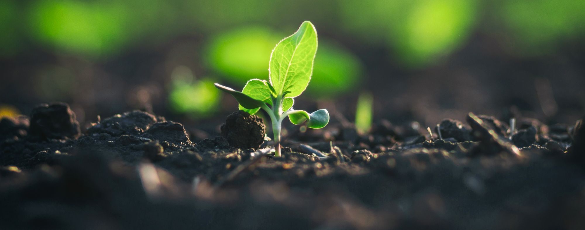 Biofertilizantes