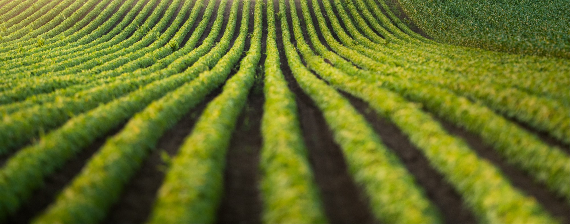 Estágio Entomologia Agrícola e Florestal