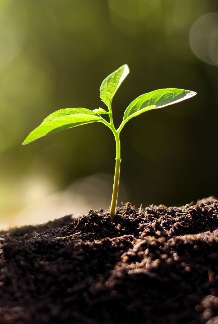 Biodiversidade é fundamental no solo! Imagem de uma planta a desenvolver-se no solo - a biodiversidade permite manter e melhorar o solo