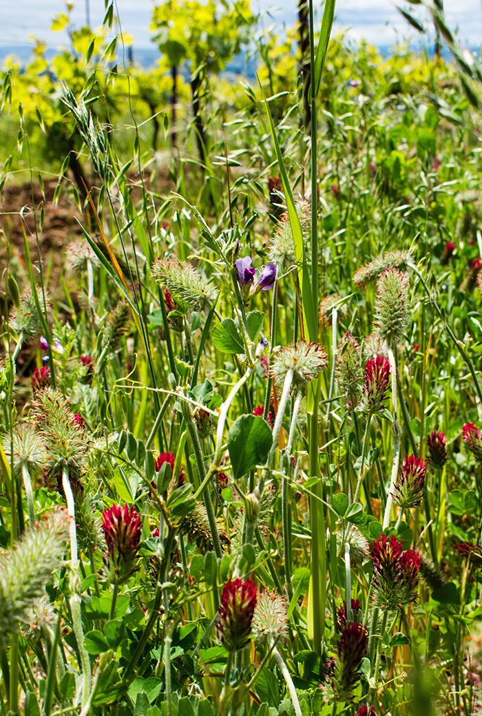 Biodiversidade só é possível com infraestruturas ecológicas Biodiversidade só é possível com infraestruturas ecológicas