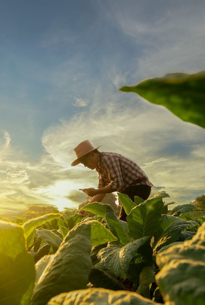 Biodiversidade também são variedades tradicionais Biodiversidade também são variedades tradicionais