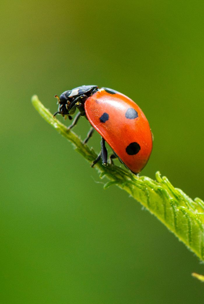Biodiversidade só é possível com seletividade