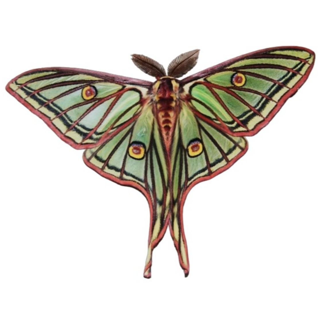 Actias (=Graellsia) isabellae