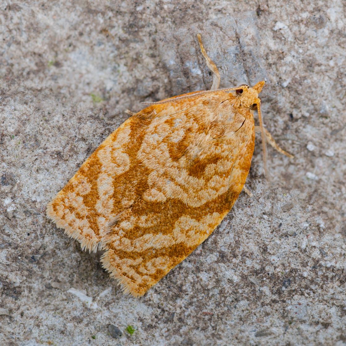 Adoxophyes orana