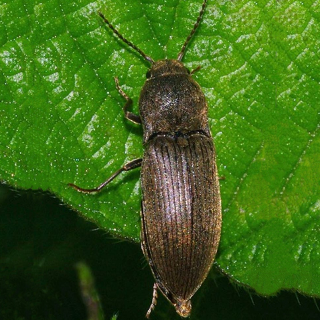 Agriotes spp.