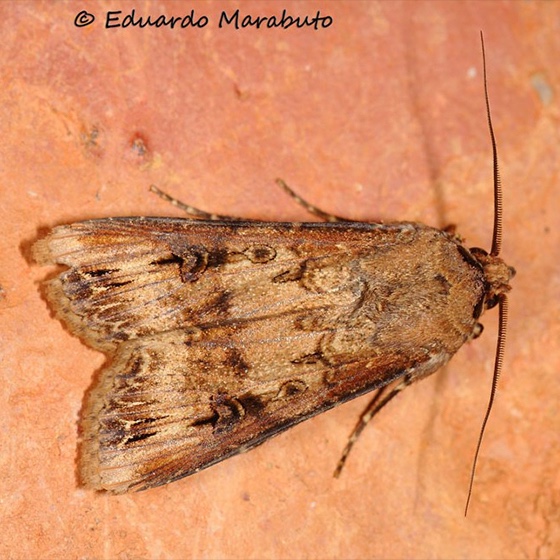 Agrotis ipsilon