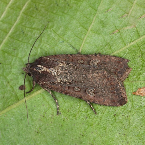 Agrotis (=Peridroma) saucia