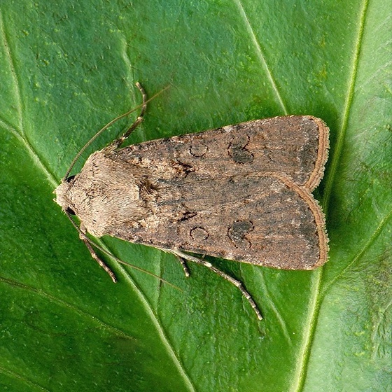 Agrotis segetum