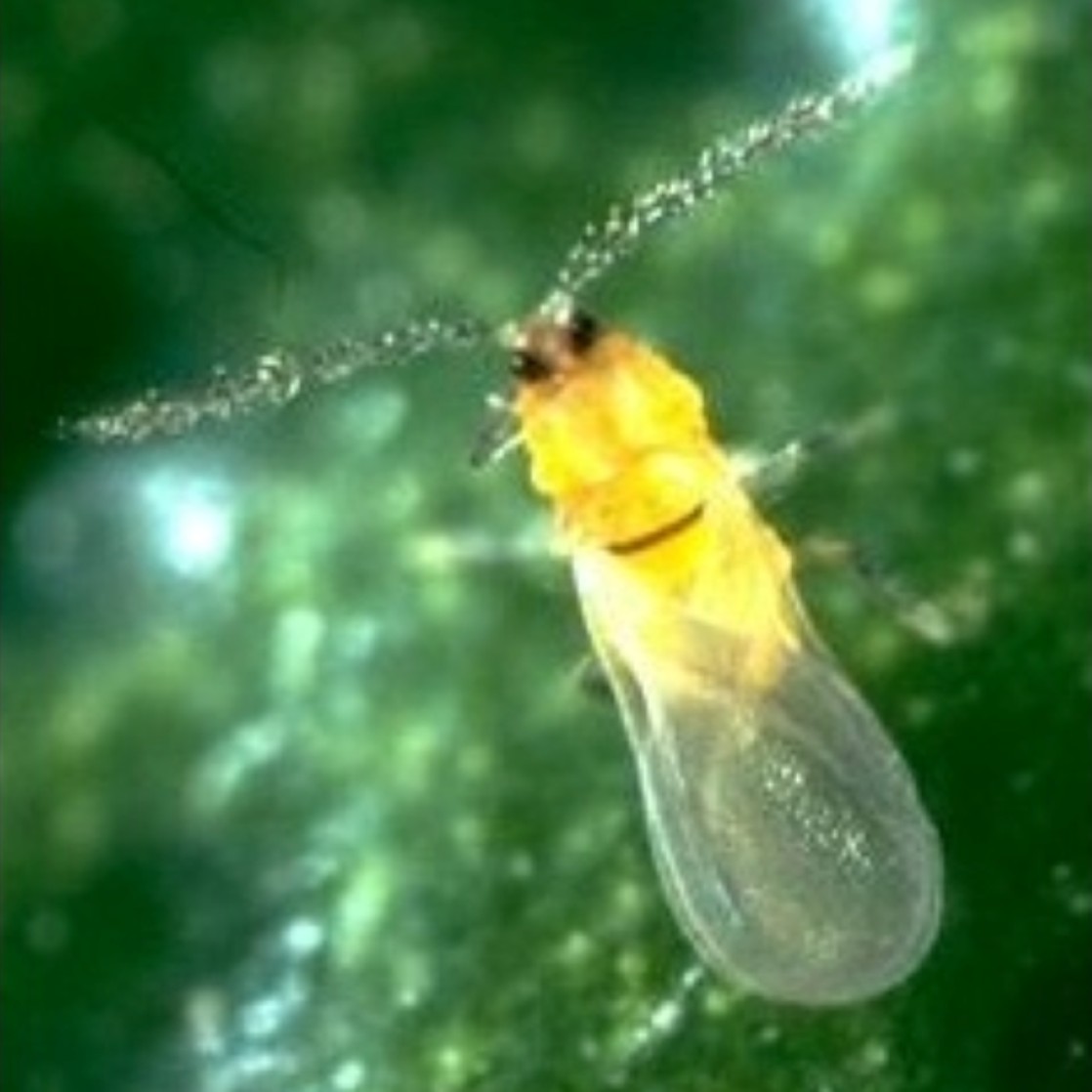 Aonidiella aurantii