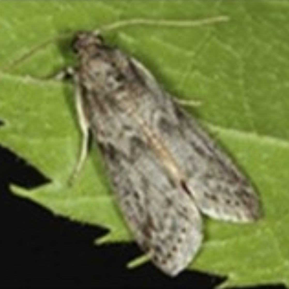Apomyelois (=Ectomyelois) ceratoniae