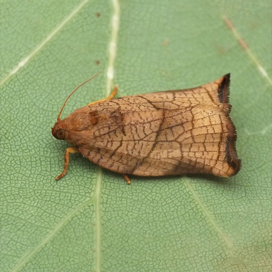 Archips podana