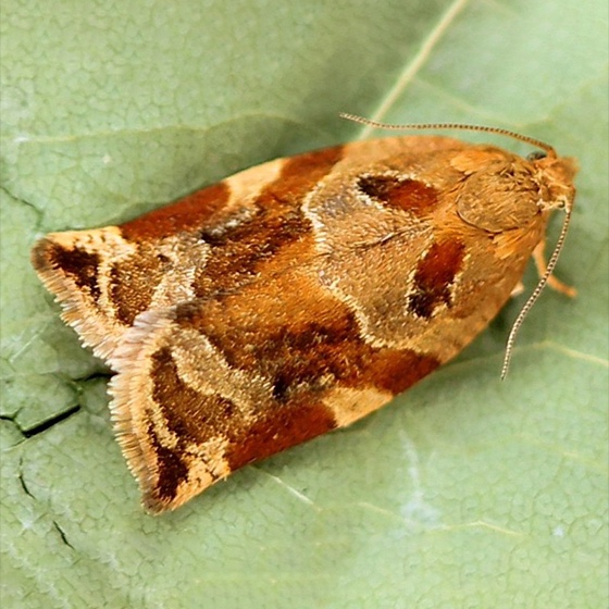 Archips xylosteana