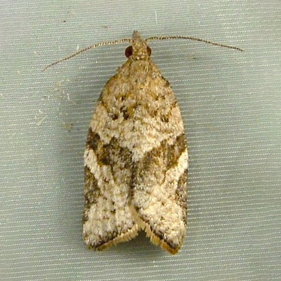 Argyrotaenia citrana