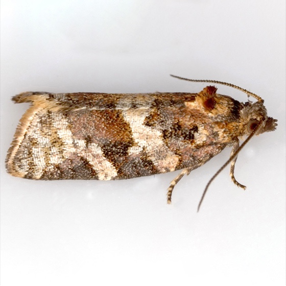 Argyrotaenia ljungiana (=pulchellana)
