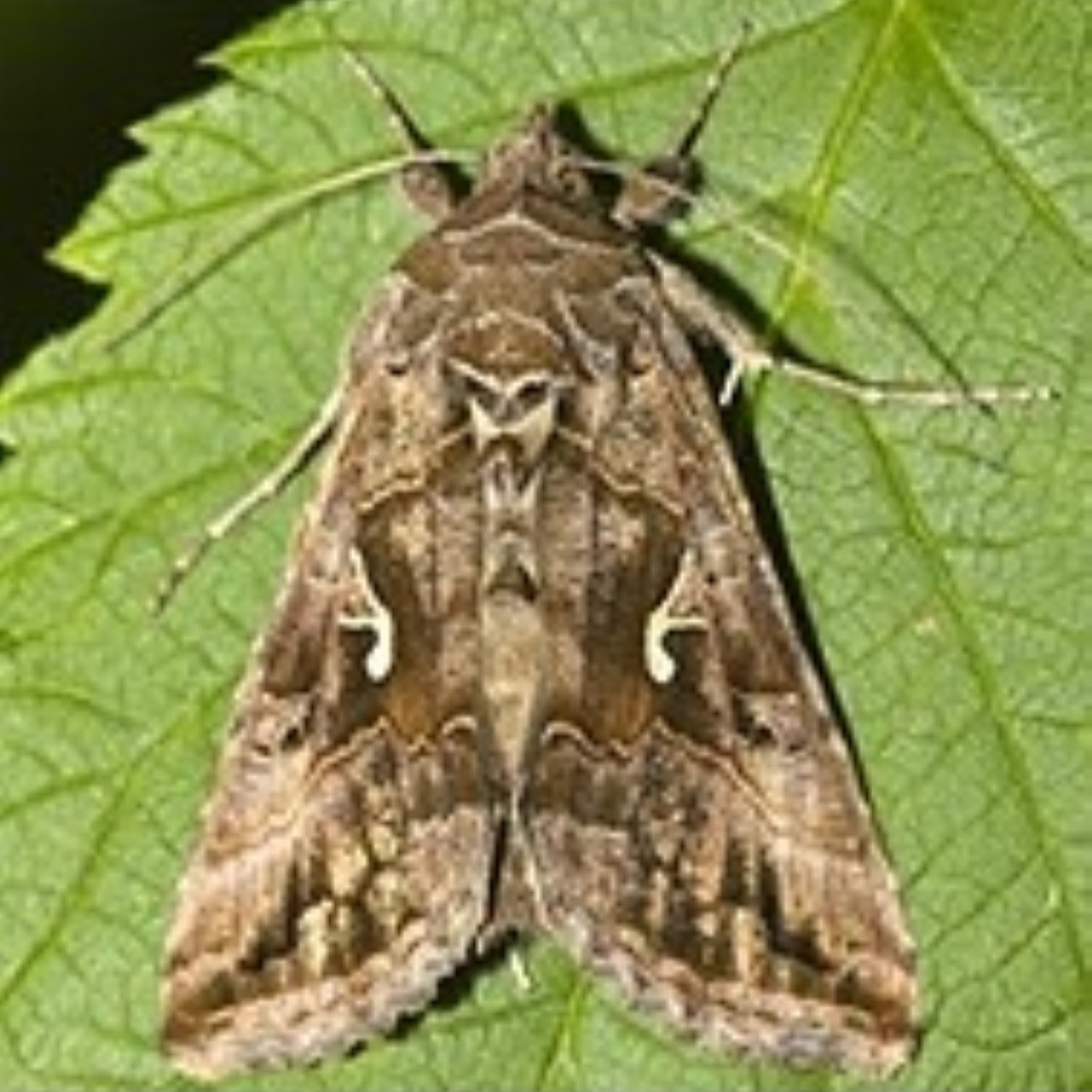 Autographa gamma