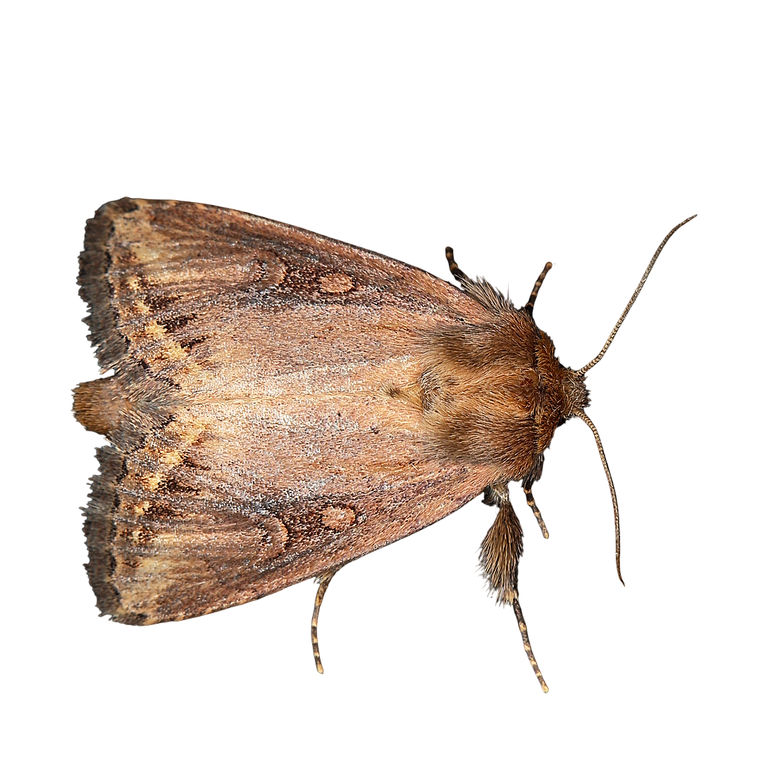 Busseola fusca