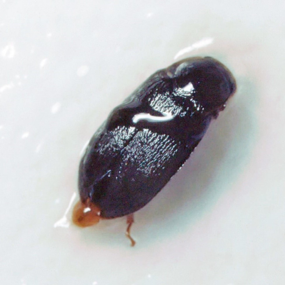 Image of an adult beetle (Coleoptera) of the species Byturus tomentosus captured in a white Rebell chromotropic trap