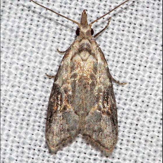 Carposina sasakii (=niponensis)