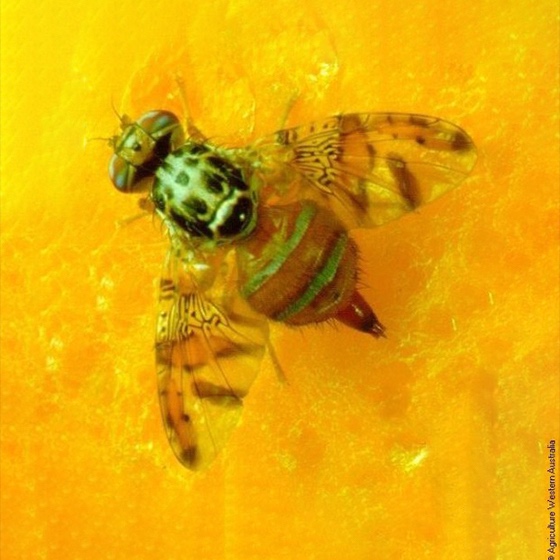 Ceratitis capitata - TRIMEDLURE® (Paraferomona)