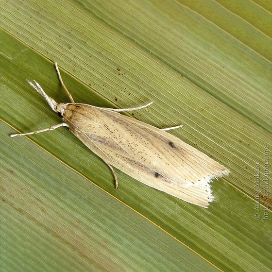 Chilo suppressalis