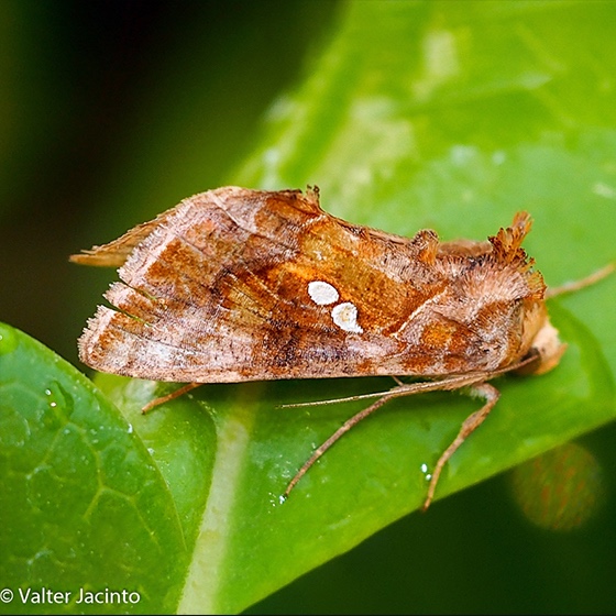 Chrysodeixis chalcites