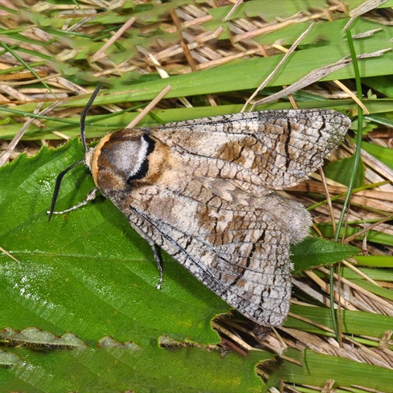 Cossus cossus