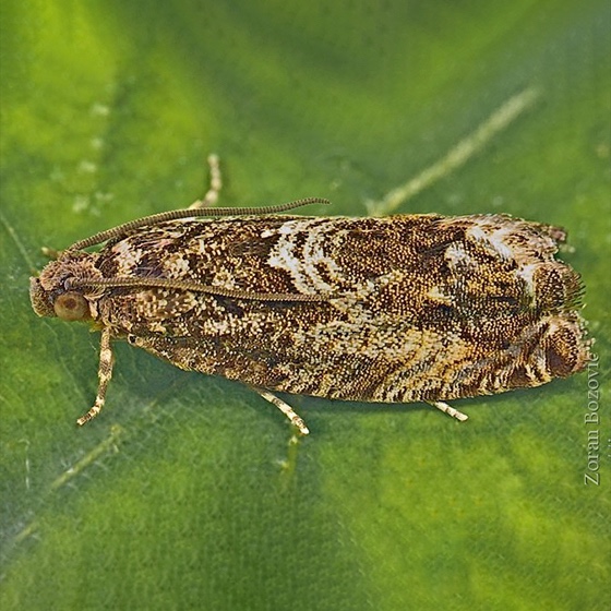 Cydia fagiglandana