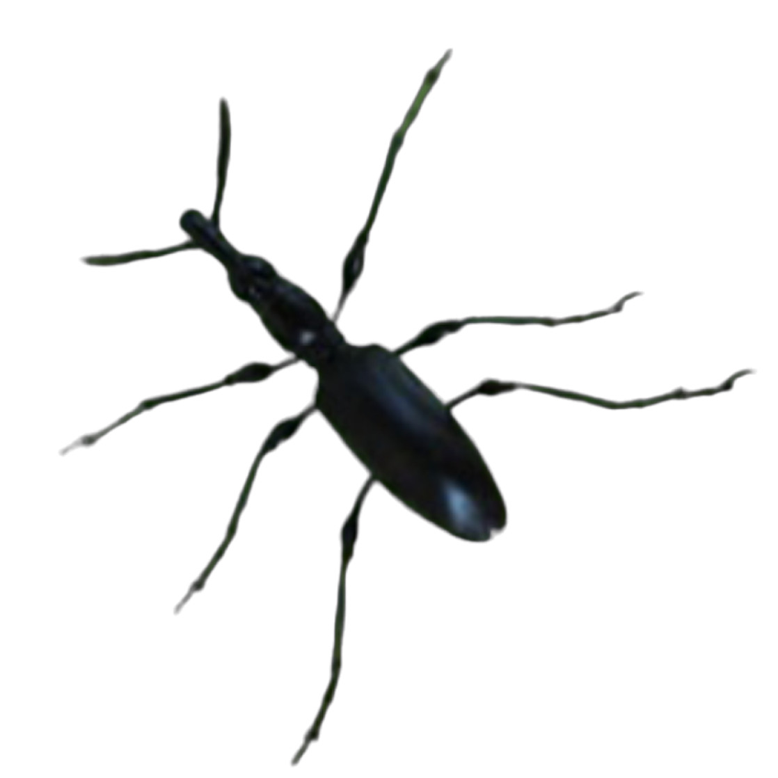 Cylas puncticollis