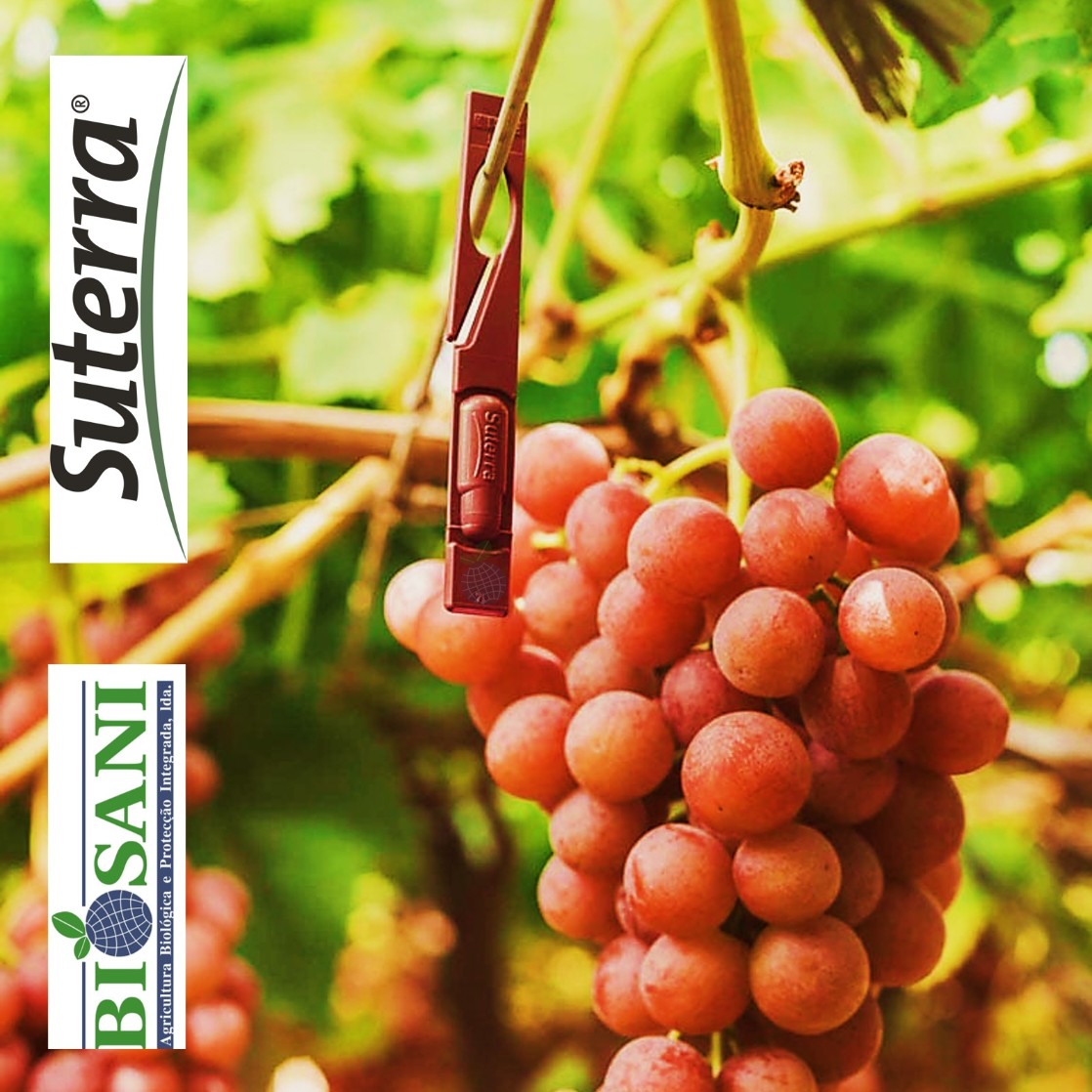 Imagem do difusor Celada™ VMB 180 instalado no arame junto a um cacho de uvas