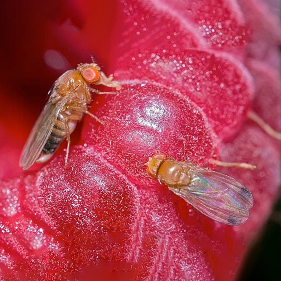 Drosophila suzukii - DrosaLure (5 l) (Atrativo)