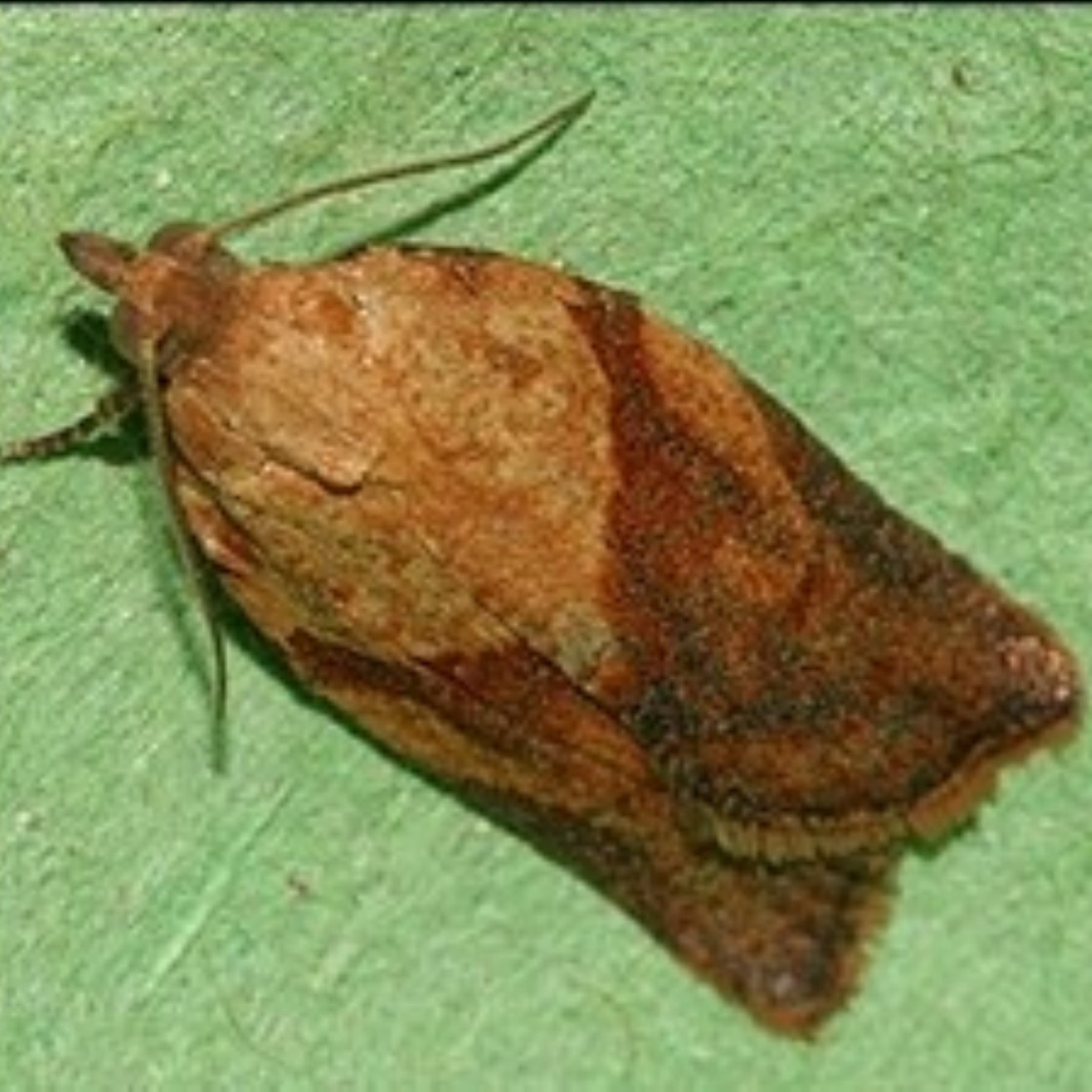 Epiphyas postvittana