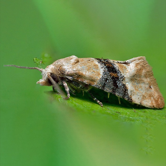 Eupoecilia ambiguella
