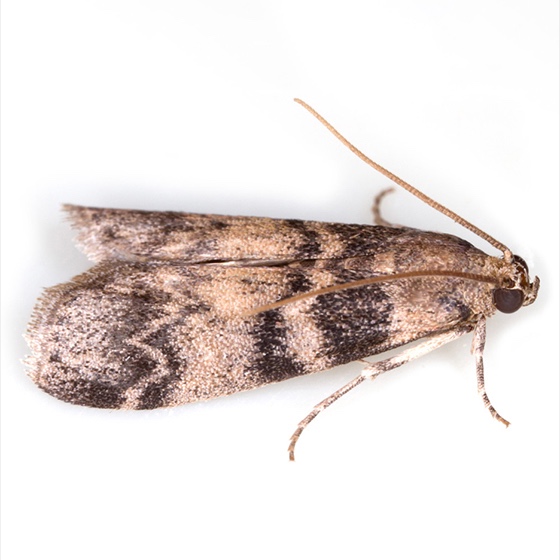 Euzophera pinguis