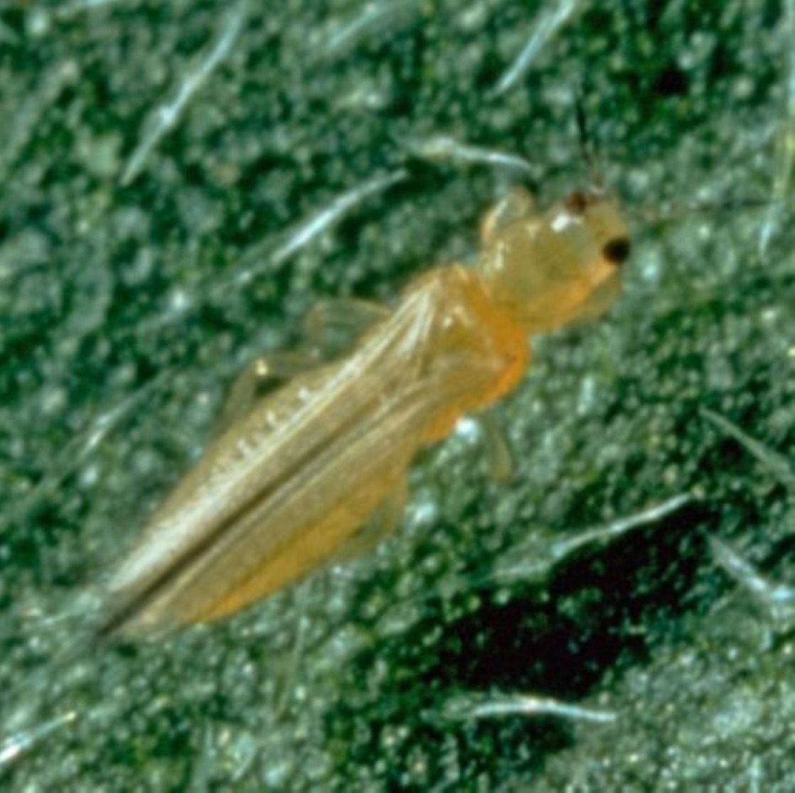 Image of an adult thrips (Thysanoptera) of the species Frankliniella occidentalis on a leaf surface