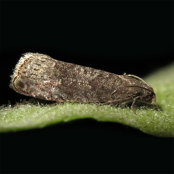 Grapholita (=Cydia) funebrana (1 a 49 uni.)