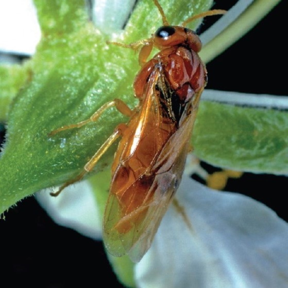 Image of an adult hymenopteran of the species Hoplocampa flava resting on a branch