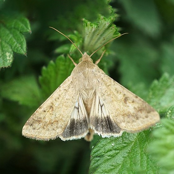 Helicoverpa armigera