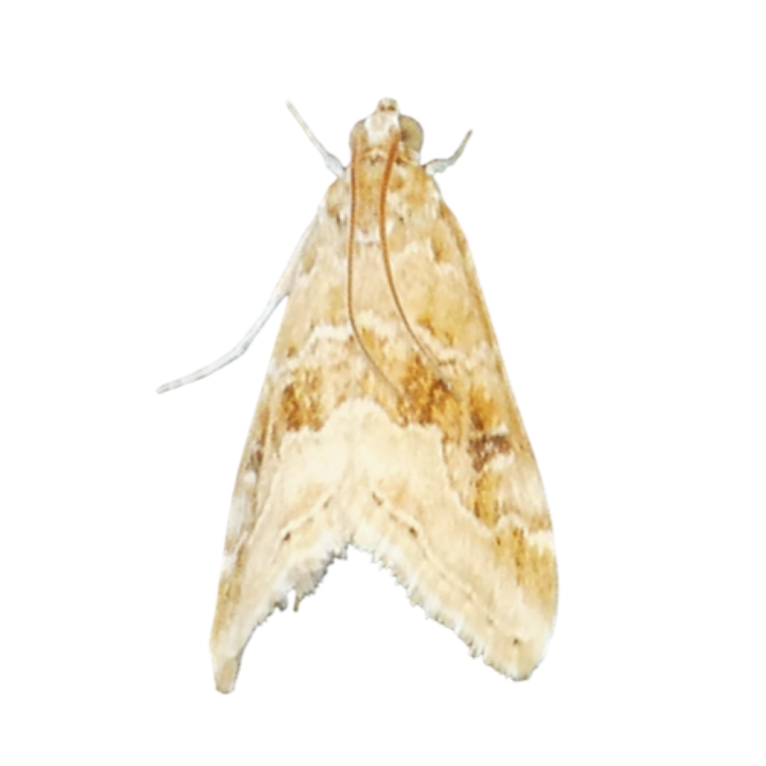 Hellula undalis