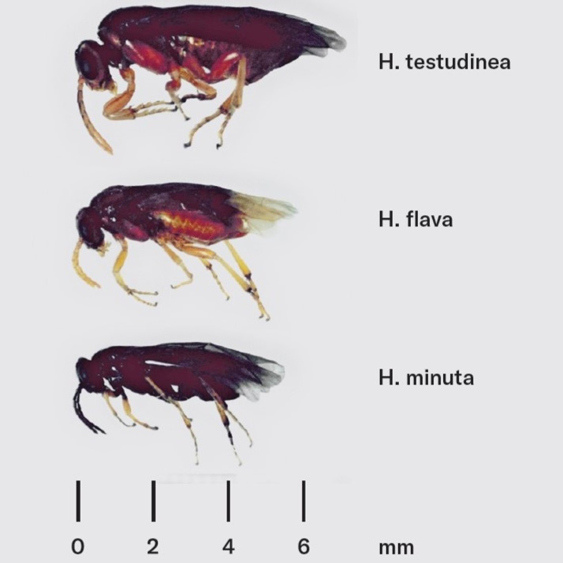 Image with adult hymenopterans belonging to three Hoplocampa species - comparison and ruler for evaluating dimensions and structures