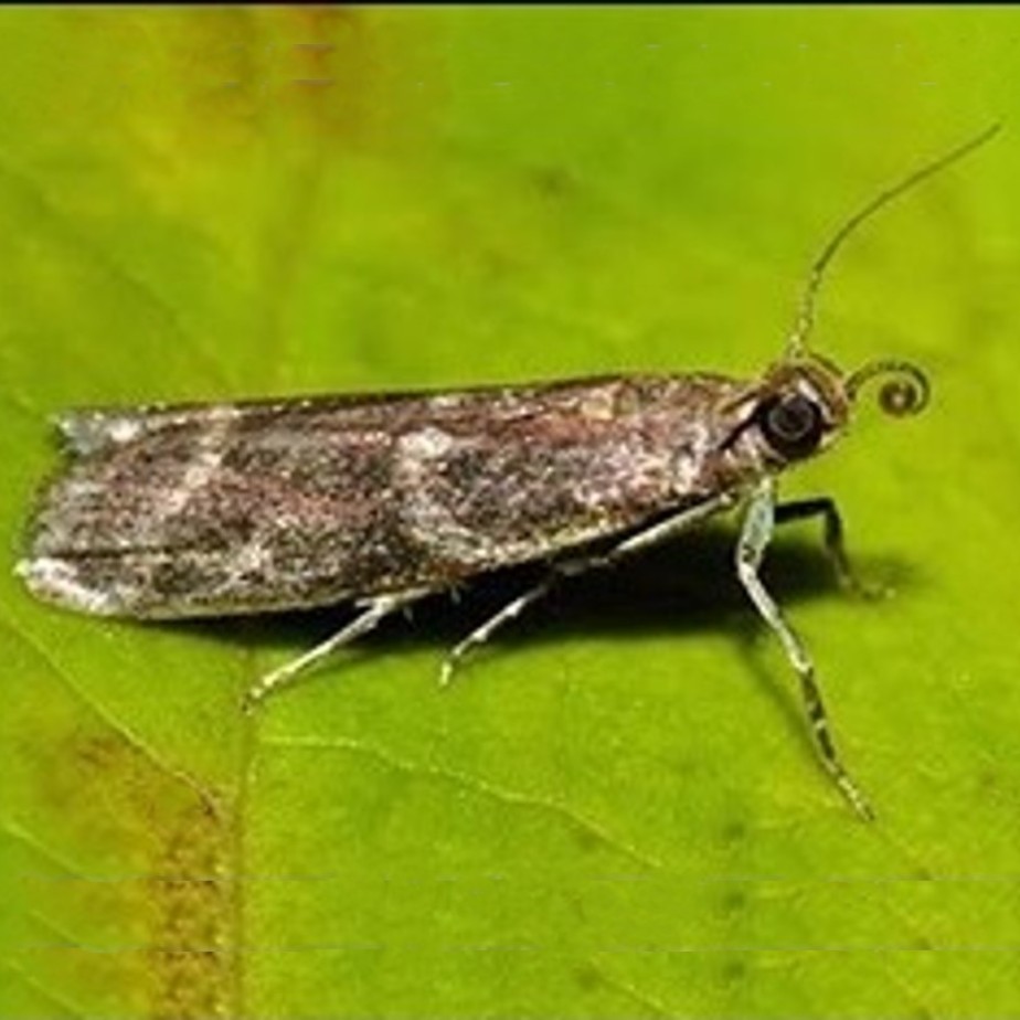 Cryptoblabes gnidiella
