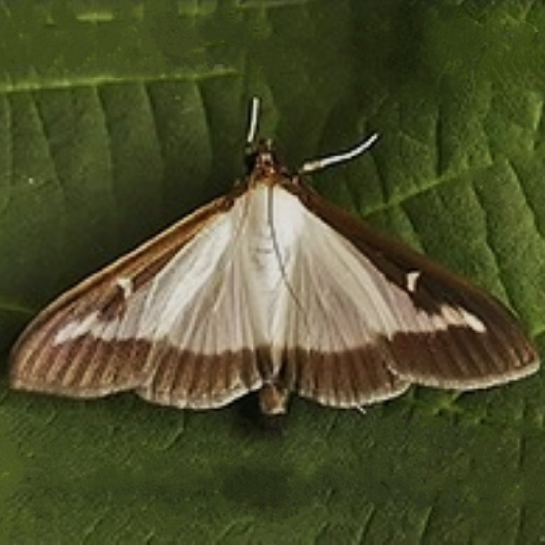 Cydalima perspectalis