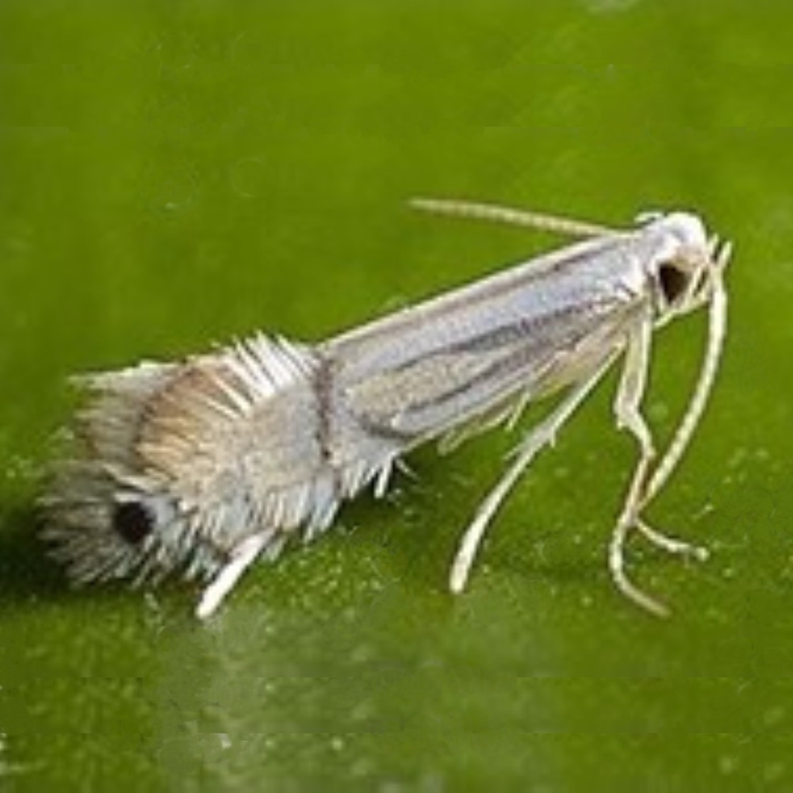 Phyllocnistis citrella