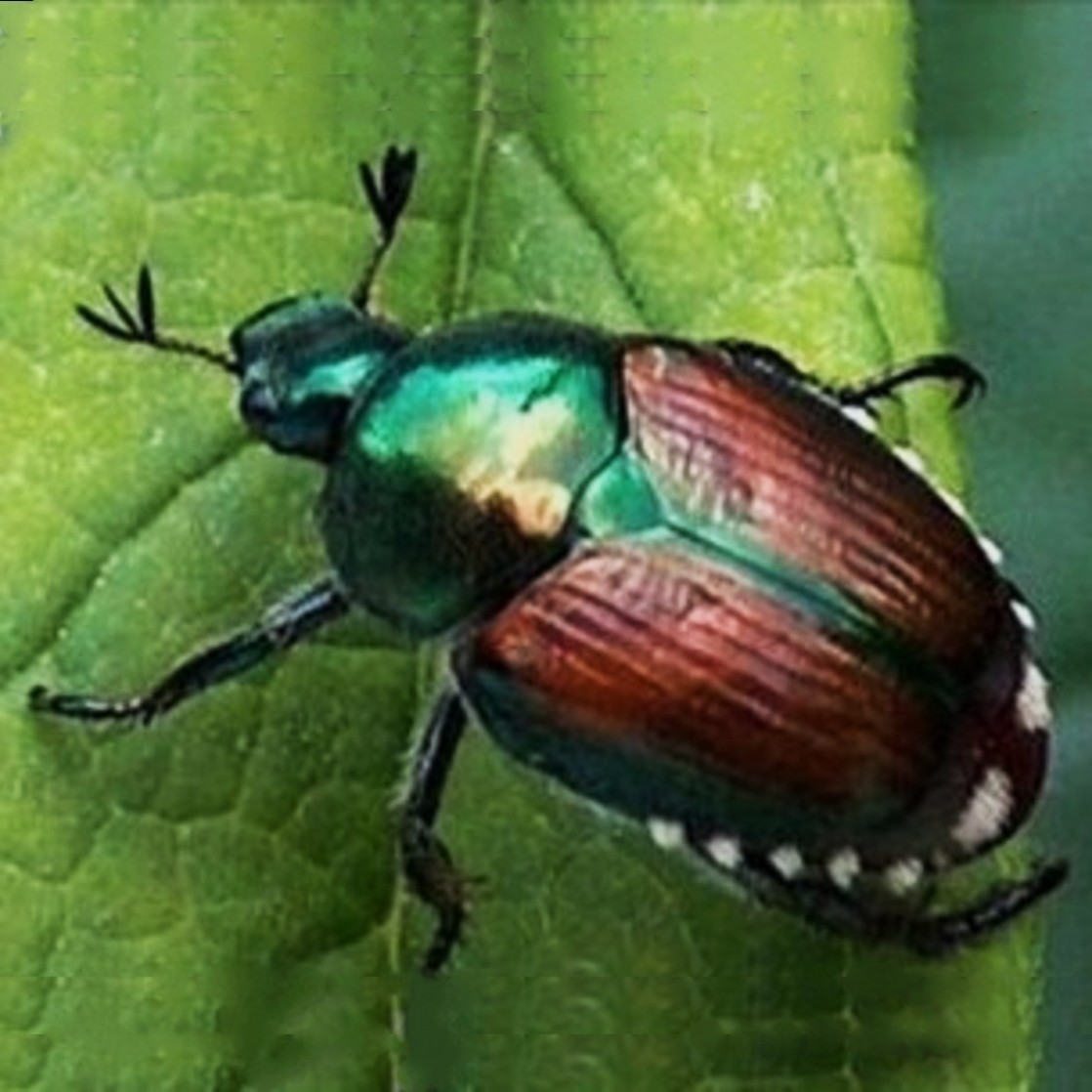 Popillia japonica