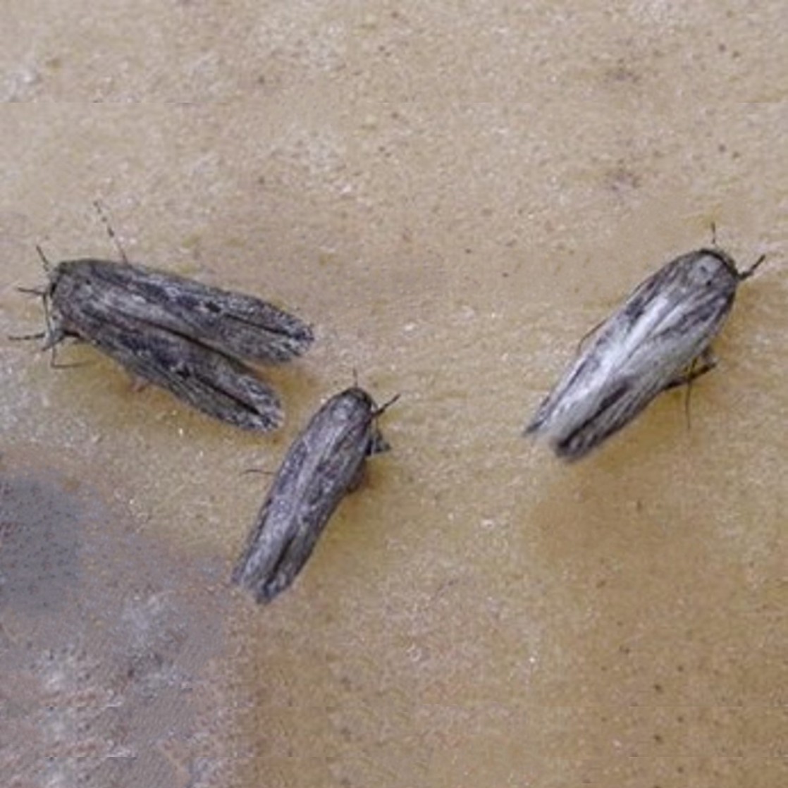 Tecia solanivora