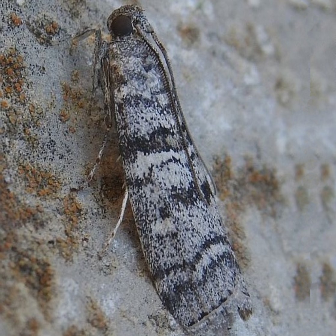 Dioryctria mendacella