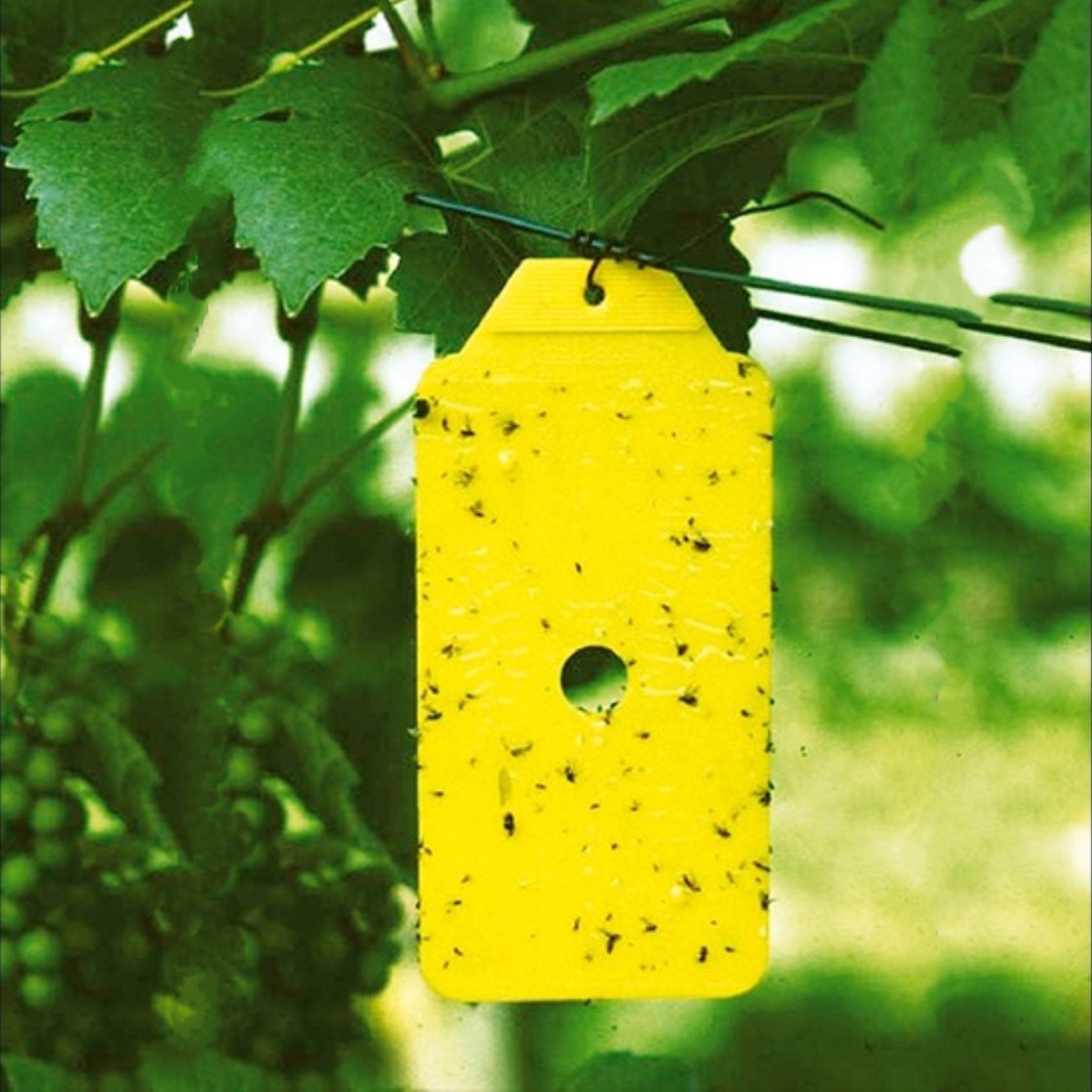 Rebell® Giallo