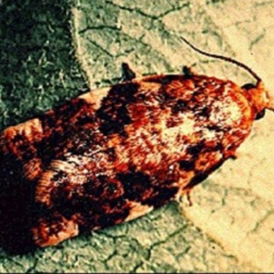 Archips argyrospila