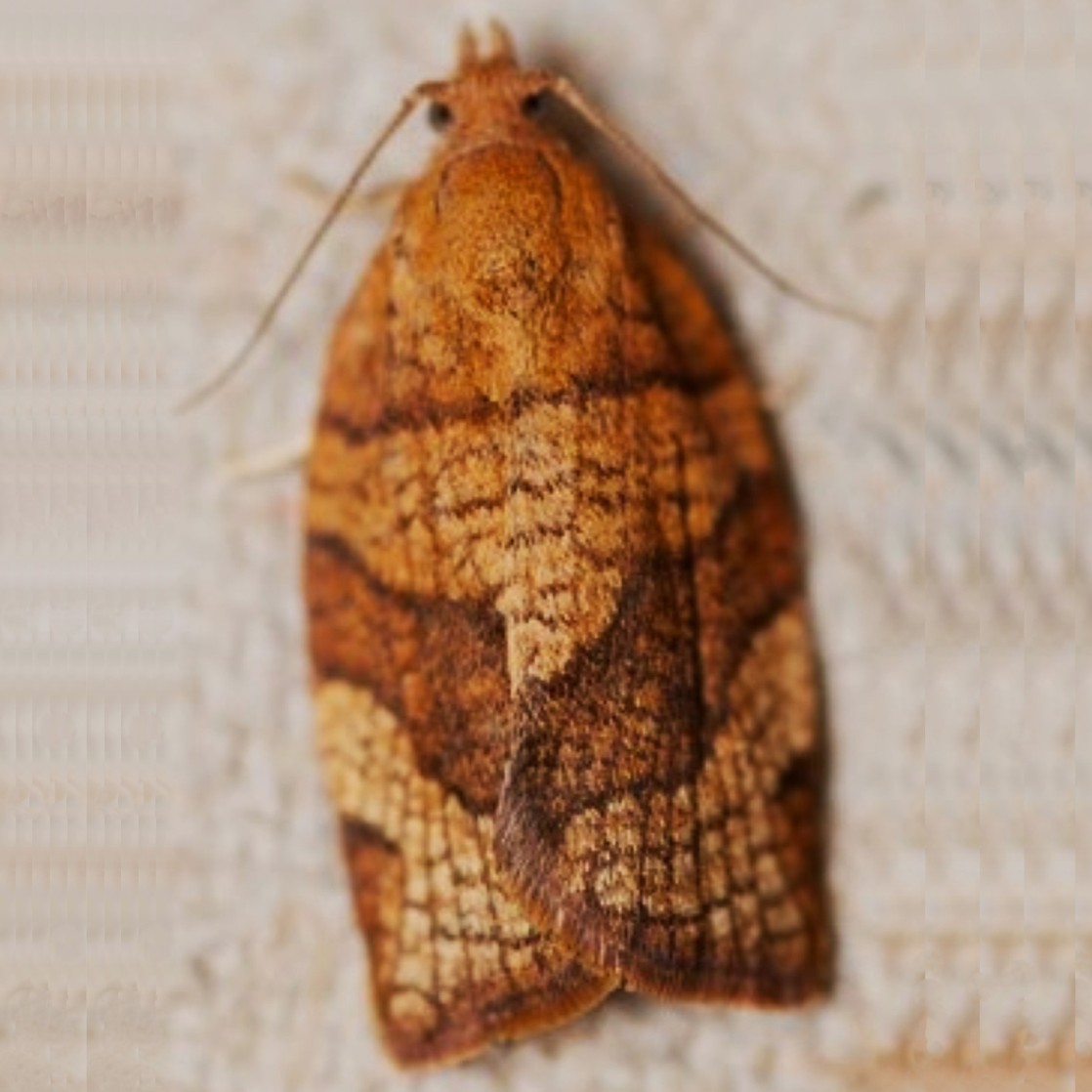Pandemis heparana