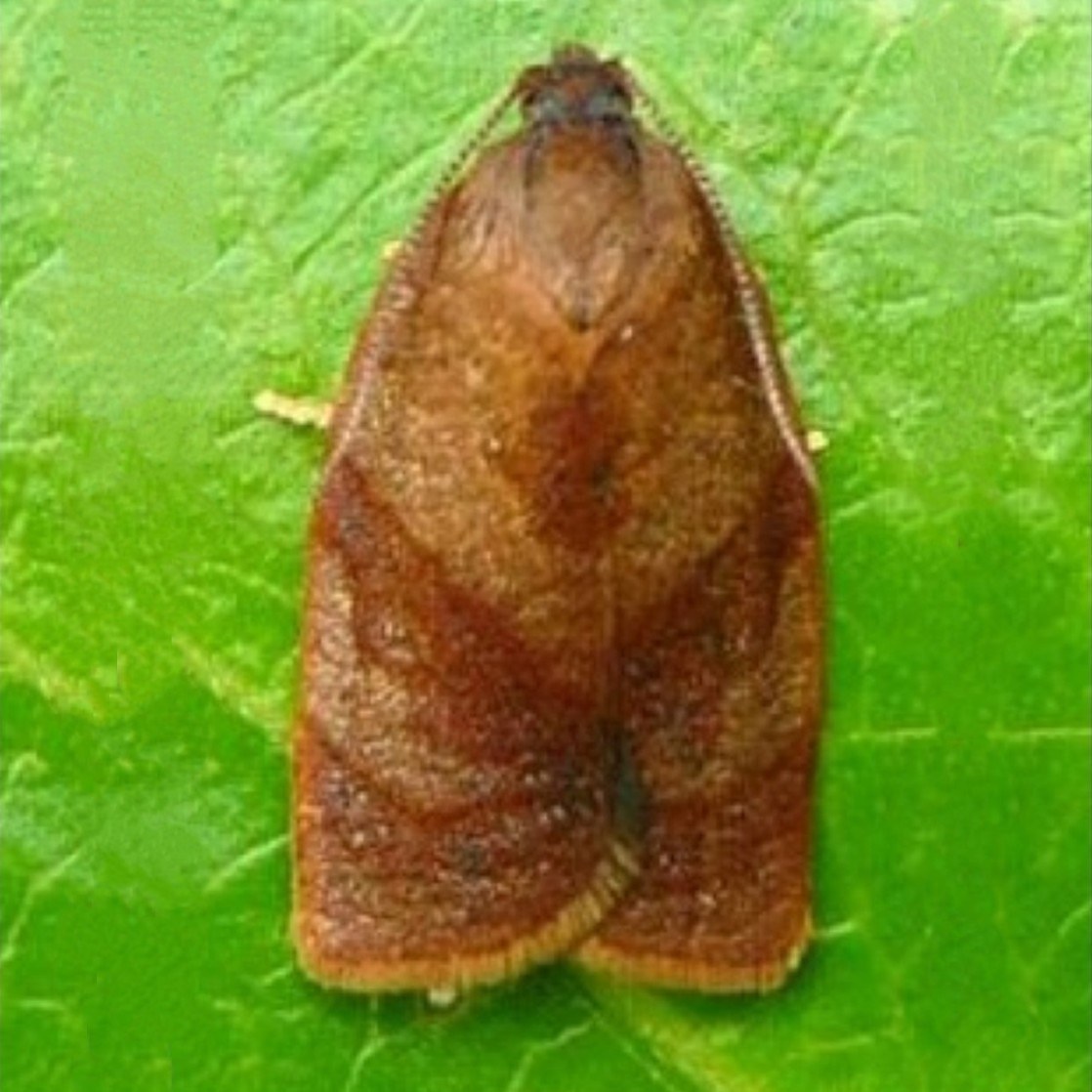 Cacoecimorpha pronubana