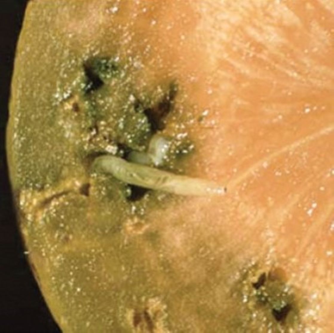 Imagem de uma larva de díptero espécie Psila rosae com apresentação do dano causado na raiz de cenoura
